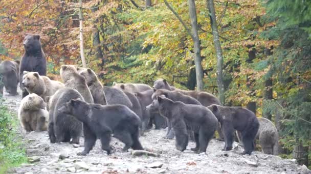 Grupa Dużych Niedźwiedzi Brunatnych Karpatach Świcie Jesienny Dzień Zachodnia Ukraina — Wideo stockowe