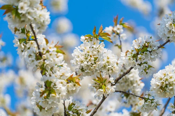 在蓝天的映衬下 花园里的樱桃树上绽放着一束白花 — 图库照片