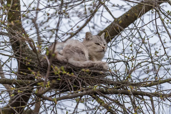春天的时候 灰蒙蒙的街头猫躺在树上的鸟巢里 紧紧地把自己关起来 — 图库照片