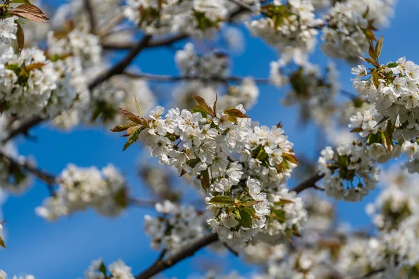 Sprig Bílých Květin Kvete Třešních Zahradě Proti Modré Obloze Zblízka — Stock fotografie