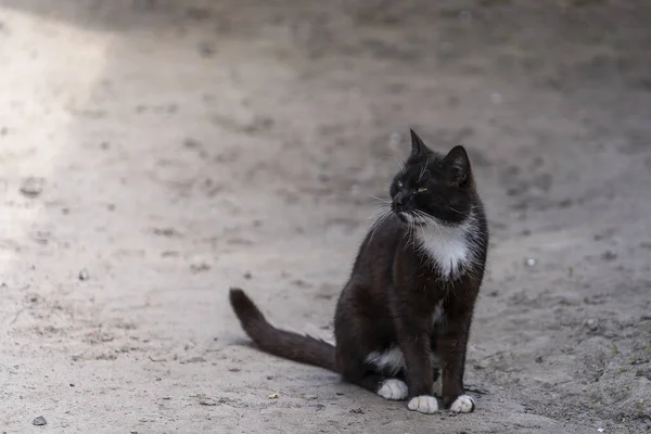 Πορτραίτο Μιας Μαύρης Γάτας Στο Δρόμο Κοντινό — Φωτογραφία Αρχείου