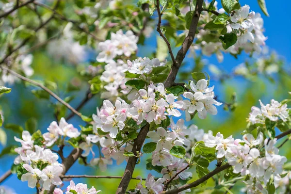 Kvist Vita Blommor Blommar Ett Äppelträd Trädgården Mot Blå Himmel — Stockfoto