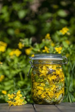 Taze celandin çiçeklerinden elde edilen ev yapımı bitkisel tentürler ve bir bahar bahçesindeki ahşap bir masada cam bir kavanozda votka.