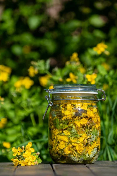 Hemlagad Växtbaserade Tinktur Från Färska Större Celandine Blommor Och Vodka — Stockfoto