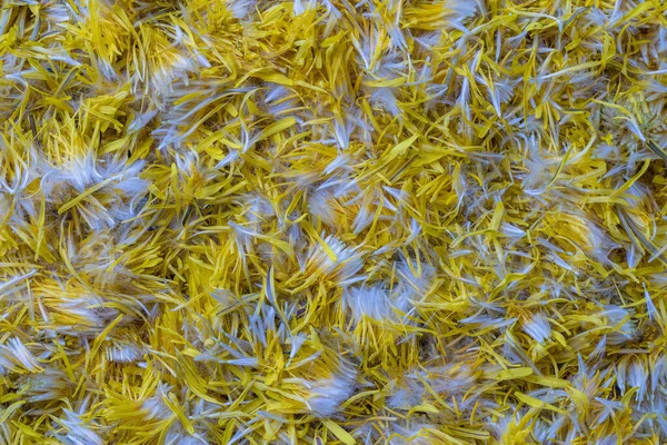 Frische Gelbe Löwenzahnblütenblätter Für Marmelade Auf Einem Hintergrund Draufsicht Textur — Stockfoto