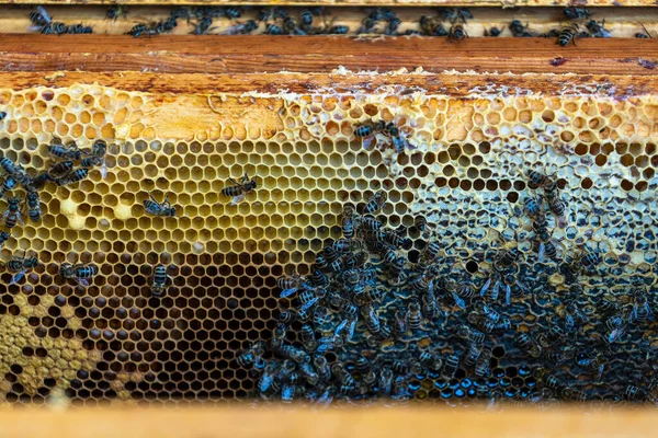 蜂窝上的蜂群 在农村养蜂 有蜂窝的木制框架 — 图库照片