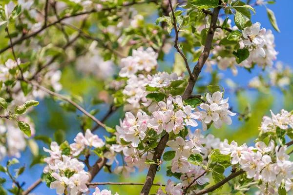 Sprig Bílých Květin Kvete Jabloni Zahradě Proti Modré Obloze Zblízka — Stock fotografie