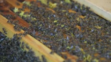 Arı kovanında bal peteği üstünde arılar kolonisi. Kırsalda arıcılık. Balpetekli ahşap çerçeve, kapat