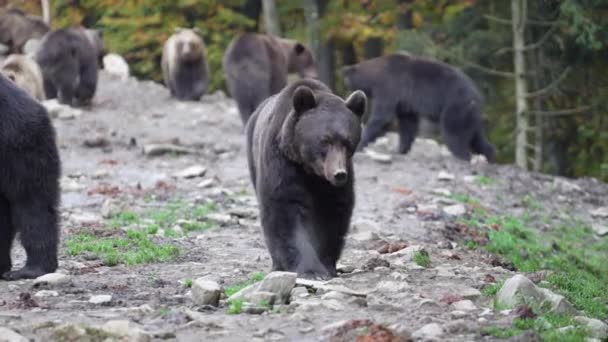 Grupo Grandes Ursos Pardos Nas Montanhas Dos Cárpatos Durante Amanhecer — Vídeo de Stock