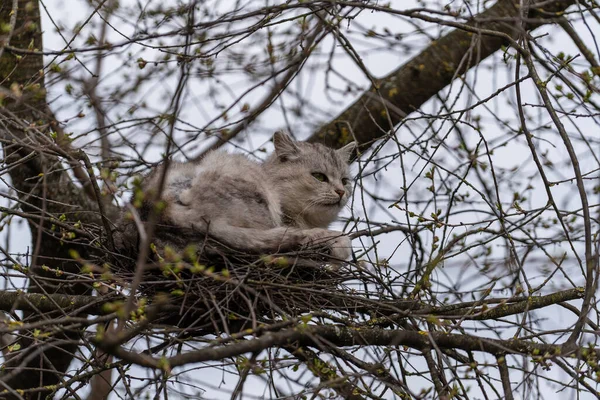 Gray street cat resting in a bird\'s nest on a tree in spring time, close up