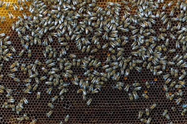 ハニーコームの蜂のコロニー 田舎で養蜂してる ハニカム付きの木製フレームを閉じます — ストック写真