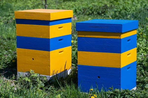 Δύο Νέα Σειρά Από Κίτρινο Μπλε Ξύλινη Κυψέλη Στον Κήπο — Φωτογραφία Αρχείου