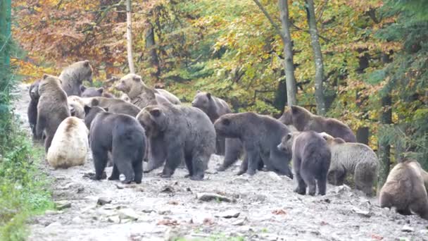 Grupa Dużych Niedźwiedzi Brunatnych Karpatach Świcie Jesienny Dzień Zachodnia Ukraina — Wideo stockowe