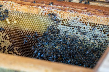 Arı kovanında bal peteği üstünde arılar kolonisi. Kırsalda arıcılık. Balpetekli ahşap çerçeve, kapat
