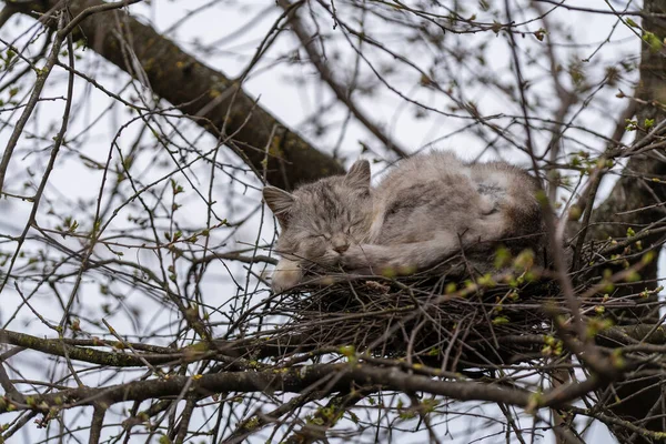 Gray street cat resting in a bird\'s nest on a tree in spring time, close up