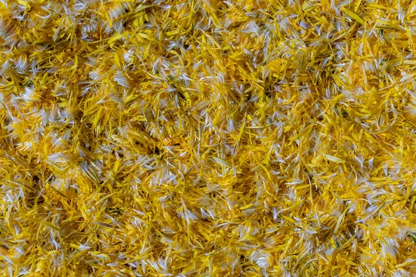 Свіжі Жовті Кульбаби Квіти Пелюстки Варення Фоні Вид Зверху Текстура — стокове фото