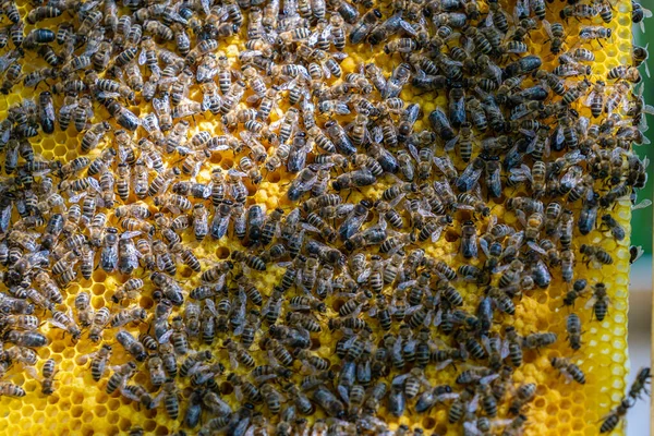Koloni Lebah Sarang Lebah Peternakan Lebah Peternakan Lebah Pedesaan Bingkai — Stok Foto
