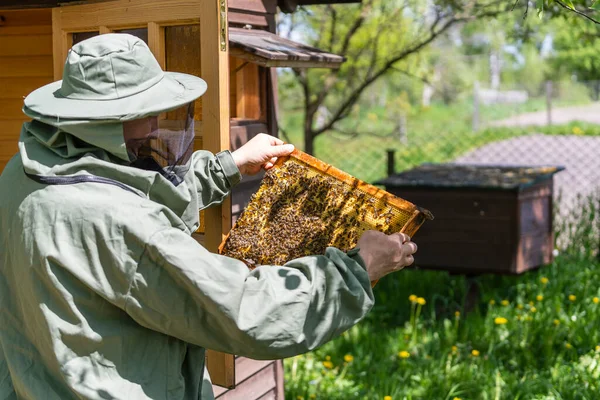 蜂のスーツを着た農家が蜂の巣で働いている 田舎で養蜂してる 養蜂家の衣装の男性養蜂家 彼女の手でそれを保持しているハニカムと木製のフレームを検査 閉じる — ストック写真