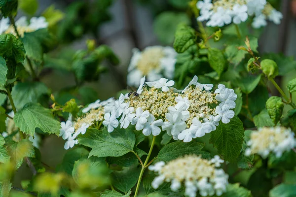 Білі Квіти Калини Цвітуть Зеленому Кущі Навесні Крупним Планом — стокове фото