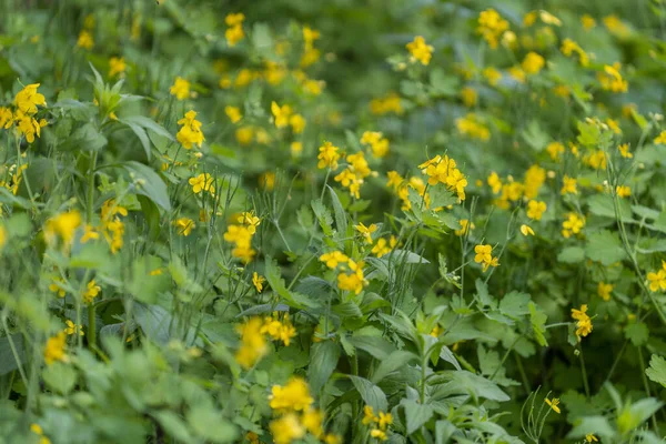Lesser Celandine Flowers Spring Meadow Close Field Yellow Flowers Spring — Stock Photo, Image