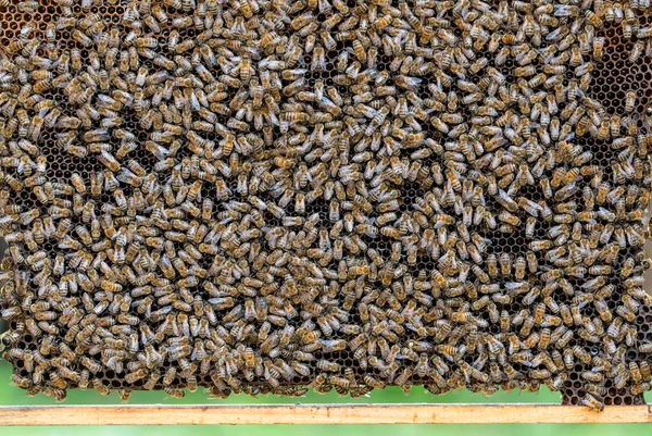 蜂窝上的蜂群 在农村养蜂 蜂窝上的许多工蜂 都关门了 蜂窝里的蜂窝里的细枝末节 蜂窝里有蜂蜜和花粉的蜡细胞 蜂蜜在梳子里 — 图库照片