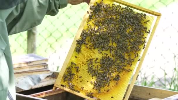 蜂窝上的蜂群 在农村养蜂 有蜂窝的木制框架 — 图库视频影像