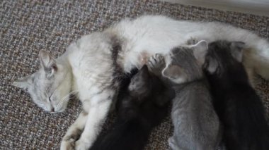 Anne kedi yavrularının yanında. Hayatının bir ayında annesiyle birlikte yeni doğmuş yavru kediler. Evcil hayvanı kapatın.