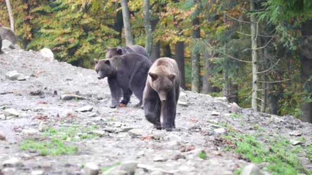 秋の日の夜明けの間にカルパチア山脈の大きな茶色のクマのグループ 西ウクライナ — ストック動画