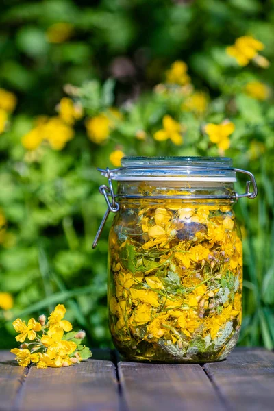 Hemlagad Växtbaserade Tinktur Från Färska Större Celandine Blommor Och Vodka — Stockfoto