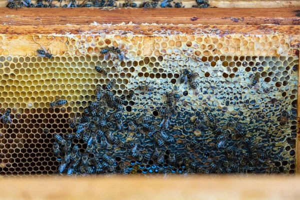 Αποικία Μελισσών Κηρήθρα Μελισσοκομείο Μελισσοκομία Στην Ύπαιθρο Ξύλινο Πλαίσιο Κηρήθρες — Φωτογραφία Αρχείου