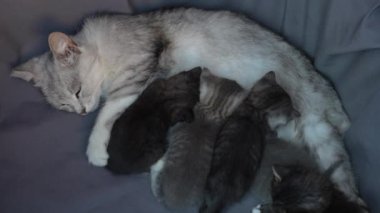 Anne kedi yavrularının yanında. Hayatının üç haftasında annesiyle birlikte yeni doğmuş yavru kediler. Evcil hayvanı kapatın.