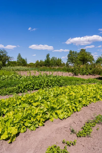 Zemědělský Průmysl Pěstování Salátu Poli Ekologická Zeleninová Zahrada Ukrajině — Stock fotografie