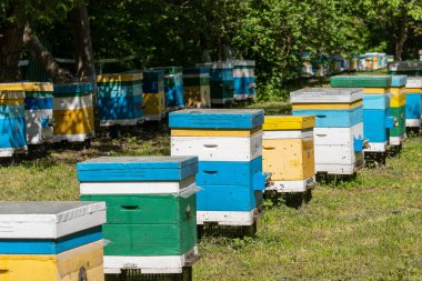 Arı kovanında bal toplamak için bir sürü ahşap arı kovanı var. Küçük kapalı bir alanda bir dizi renkli arı kovanı.