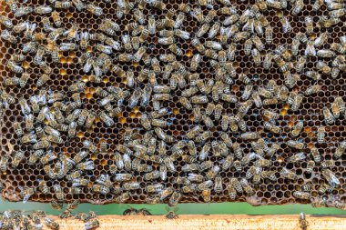 Arı kovanında bal peteği üstünde arılar kolonisi. Kırsalda arıcılık. Bal peteği üzerinde çalışan arılar, yaklaşın. Bal peteğindeki bir kovan içinde detaylı çekim, bal ve polenle balmumu hücreler. Taraklarda bal