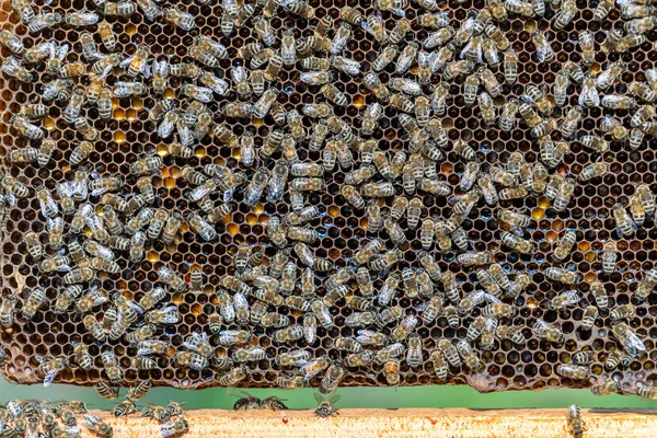 Αποικία Μελισσών Κηρήθρα Μελισσοκομείο Μελισσοκομία Στην Ύπαιθρο Πολλές Μέλισσες Που — Φωτογραφία Αρχείου