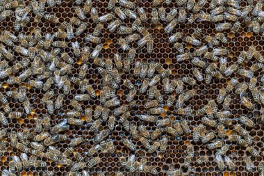 Arı kovanında bal peteği üstünde arılar kolonisi. Kırsalda arıcılık. Bal peteği üzerinde çalışan arılar, yaklaşın. Bal peteğindeki bir kovan içinde detaylı çekim, bal ve polenle balmumu hücreler. Taraklarda bal