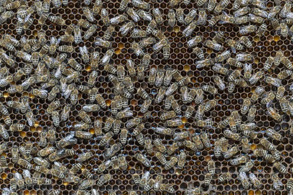 Colony Bees Honeycomb Apiary Beekeeping Countryside Many Working Bees Honeycomb — Stock Photo, Image