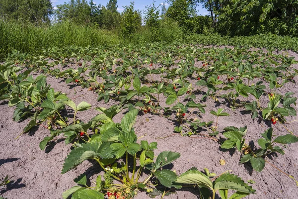 Bahçede Olgun Yeşil Organik Çilek Çalıları Var Ukrayna Daki Çiftlikte — Stok fotoğraf