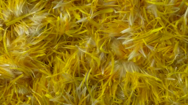 Φρέσκο Κίτρινο Πικραλίδα Λουλούδια Πέταλα Για Μαρμελάδα Φόντο Περιστρέφεται Πάνω — Αρχείο Βίντεο