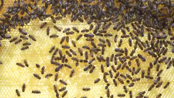 蜂窝上的蜂群 在农村养蜂 蜂窝上的许多工蜂 都关门了 蜂窝里的蜂窝里的细枝末节 蜂窝里有蜂蜜和花粉的蜡细胞 蜂蜜在梳子里 — 图库视频影像