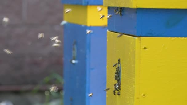 Med Včely Létají Vedle Včelího Úlu Včelíně Sbírat Med Zblízka — Stock video