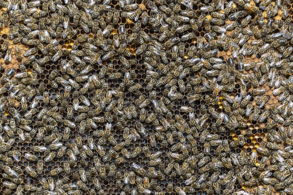 Colony Bees Honeycomb Apiary Beekeeping Countryside Many Working Bees Honeycomb — Stock Photo, Image