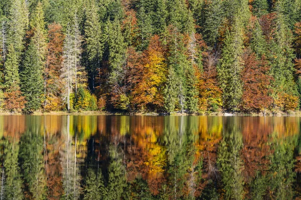 Beautiful Calm Synevyr Lake Autumn Landscape Red Yellow Brown Trees — Stock Photo, Image