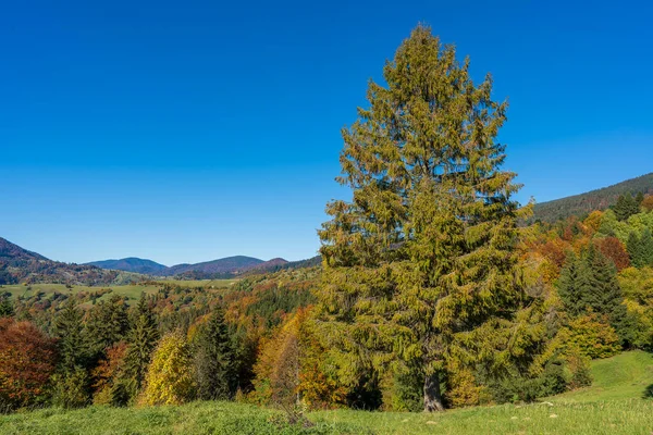 美丽的绿色云杉 紧邻喀尔巴阡山脉的秋天森林 在阳光灿烂的秋日里 在西泽维尔山岭和蓝天的背景下 西乌克兰 — 图库照片