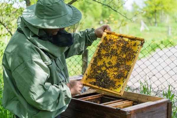 Farmer Wearing Bee Suit Working Honeycomb Apiary Beekeeping Countryside Male — Stock Photo, Image