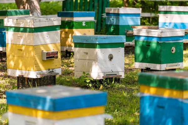 Many Set Wooden Beehive Spring Garden Apiary Collect Honey Row — Stock Photo, Image
