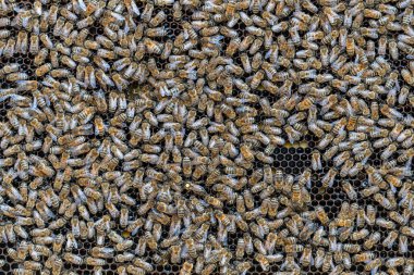 Arı kovanında bal peteği üstünde arılar kolonisi. Kırsalda arıcılık. Bal peteği üzerinde çalışan arılar, yaklaşın. Bal peteğindeki bir kovan içinde detaylı çekim, bal ve polenle balmumu hücreler. Taraklarda bal