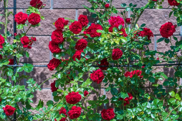 Red Climbing Roses Summer Garden Next Fence Close — Stock Photo, Image