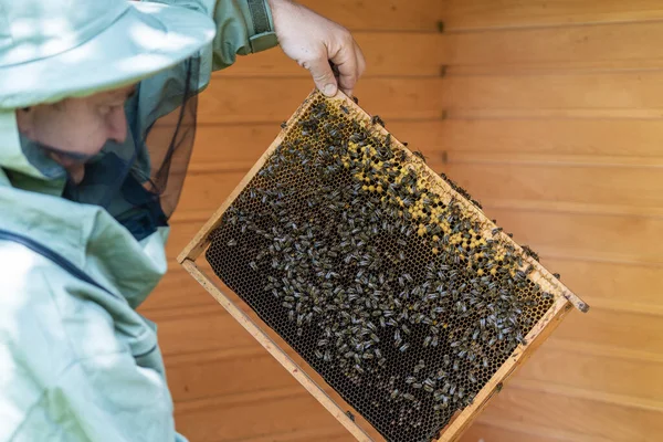 Farmář Včelím Obleku Pracuje Včelím Hřebenem Včelíně Včelařství Venkově Muž — Stock fotografie