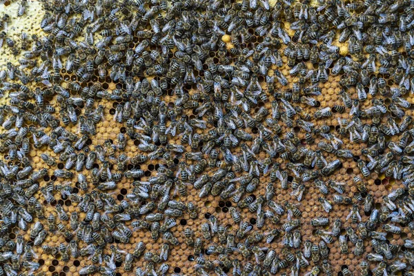 Arı Kovanında Bal Peteği Üstünde Arılar Kolonisi Kırsalda Arıcılık Balpetekli — Stok fotoğraf